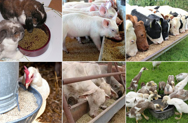 吉姆克鵝飼料顆粒機質(zhì)量?jì)?yōu) 價(jià)格優(yōu)惠 廠(chǎng)家直銷(xiāo) 質(zhì)量有保障